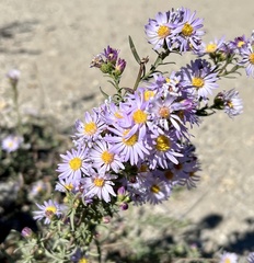 Symphyotrichum ascendens