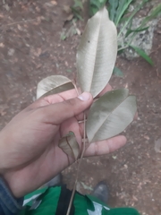 Chrysophyllum mexicanum