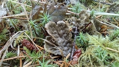 Peltigera neopolydactyla