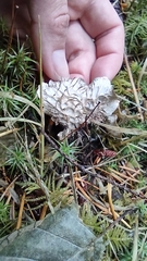 Peltigera neopolydactyla