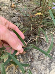 Symphyotrichum laeve concinnum
