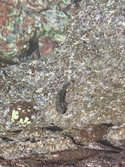 Bathygobius soporator