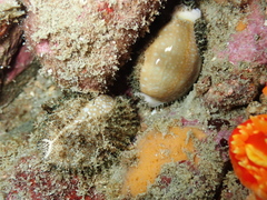 Naria miliaris