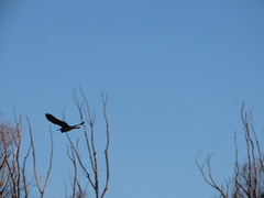 Egretta novaehollandiae novaehollandiae