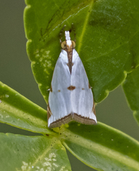 Argyria lacteella