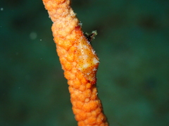 Crenavolva leopardus