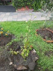Lippia graveolens