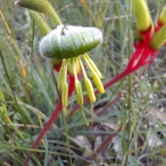 Anigozanthos bicolor