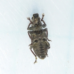 Sitona cylindricollis