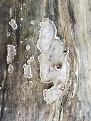 Peniophora albobadia