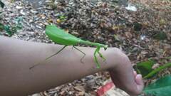 Stagmatoptera binotata