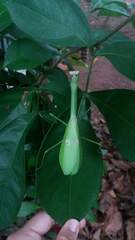 Stagmatoptera binotata