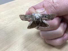 Cryptophasa irrorata