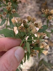 Doellingeria infirma