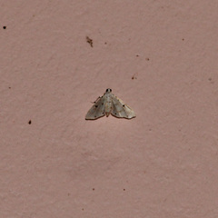 Pycnarmon
