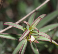 Lamourouxia dasyantha