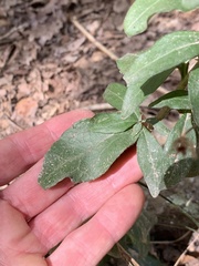 Doellingeria infirma