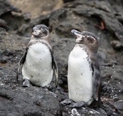 Spheniscus mendiculus