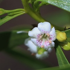 Myoporum