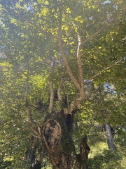 Liquidambar styraciflua