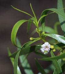 Myoporum