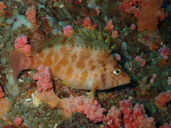 Cirrhitichthys aureus