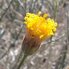 Bebbia juncea aspera