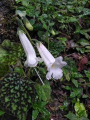 Smithiantha multiflora