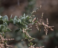 Atriplex rhagodioides