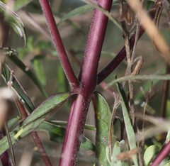 Lamourouxia dasyantha