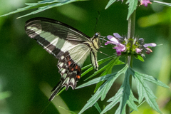 Heraclides hectorides