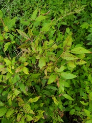 Vaccinium erythrocarpum