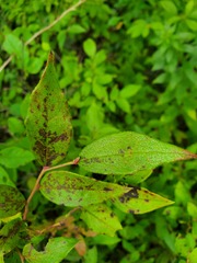 Vaccinium erythrocarpum