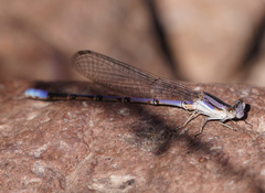 Argia hinei