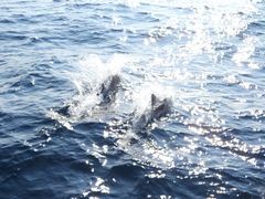 Stenella coeruleoalba