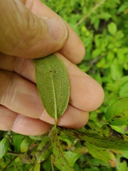 Vaccinium erythrocarpum