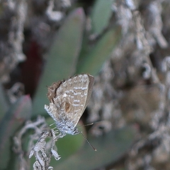 Theclinesthes serpentata
