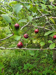 Crataegus punctata