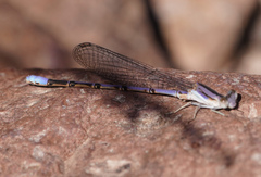 Argia hinei