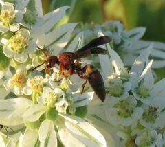 Euodynerus crypticus