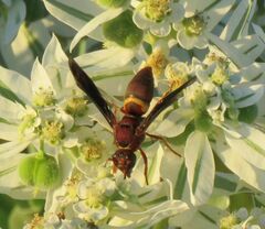 Euodynerus crypticus