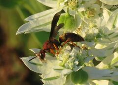 Euodynerus crypticus