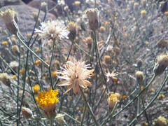 Bebbia juncea aspera