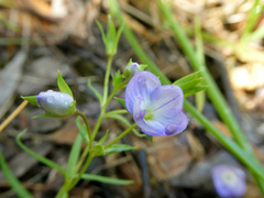 Veronica gracilis