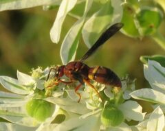 Euodynerus crypticus