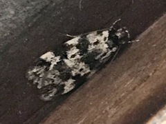 Barea euprepes