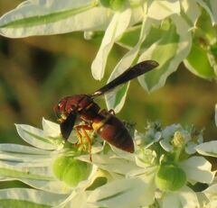 Euodynerus crypticus