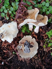 Leucopaxillus gentianeus