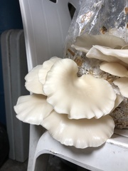 Pleurotus ostreatus
