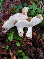Leucopaxillus gentianeus